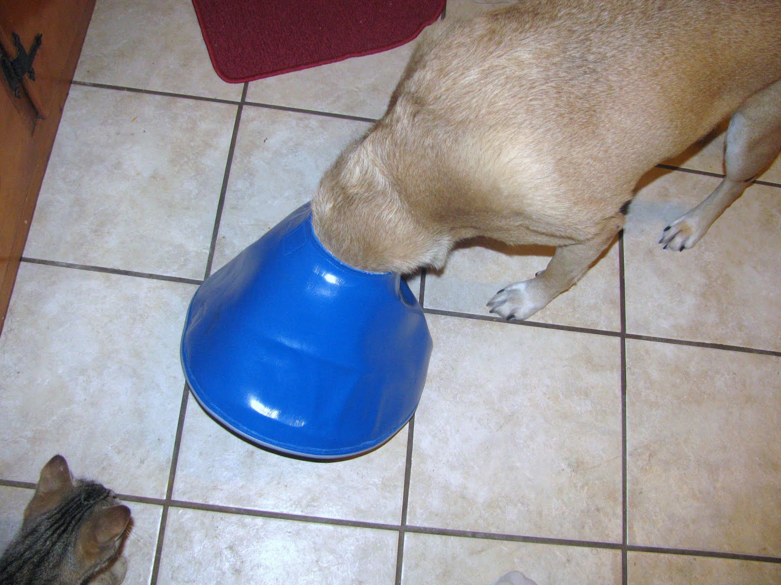 By Mama With Love Elizabethan Dog Collar Tutorial