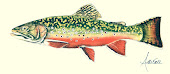 Brook Trout