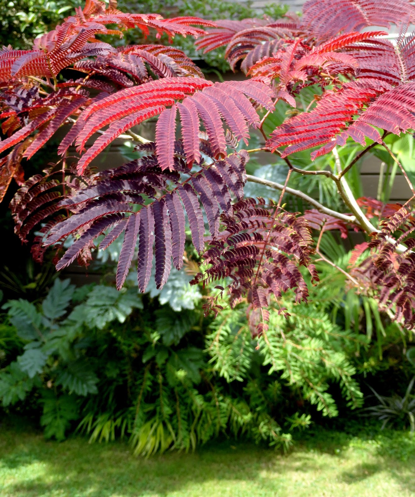 Loropetalum Chinensis Ever Red Chinese Witch Hazel Chang Nian Hong