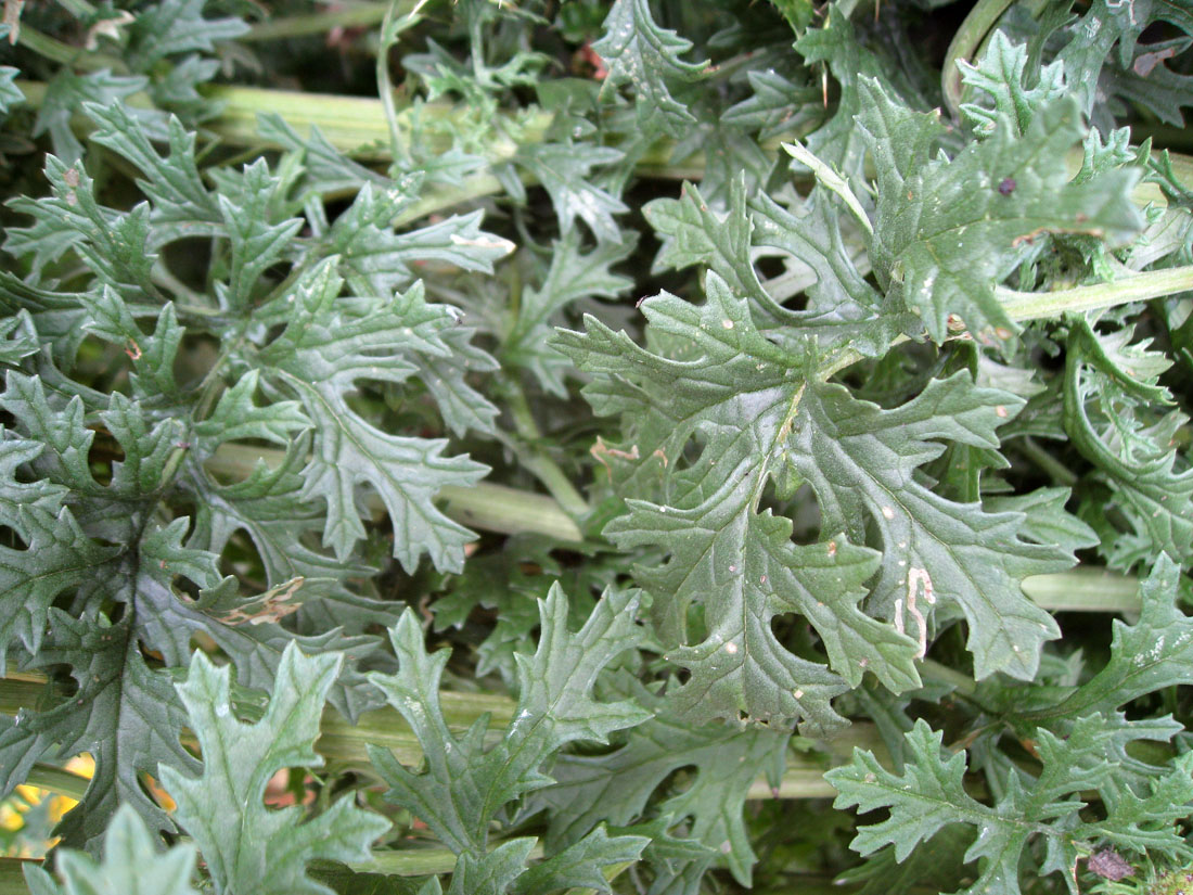 New Horse Owners How to recognise Ragwort