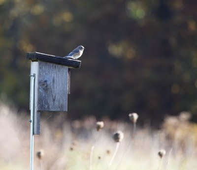 Eastern Bluebird Box