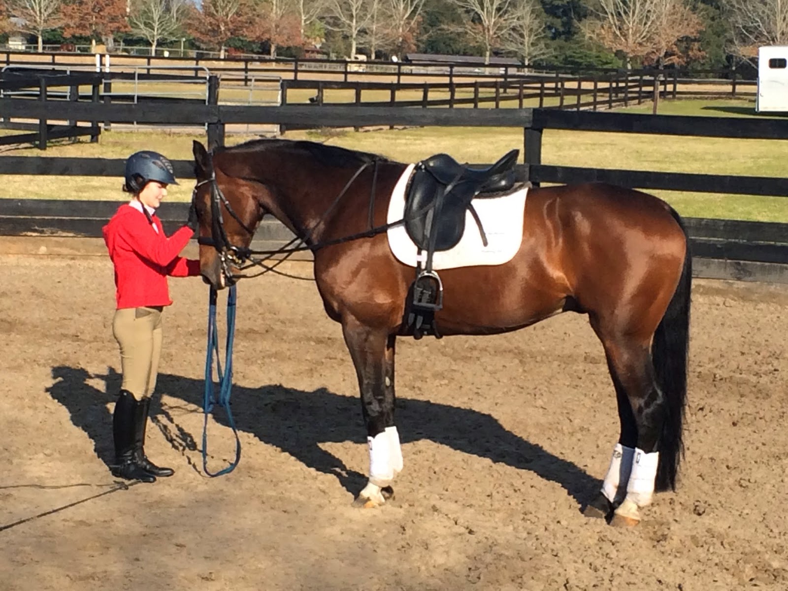 Sunrise Farms Sport Horses Successfully Importing Horses for Amateur