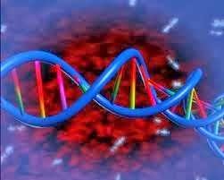 DNA 3D view HD ~ Human Anatomy