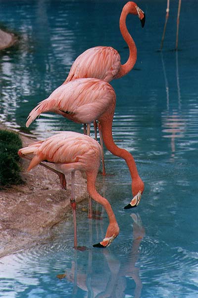 Flamingo Bird Pics