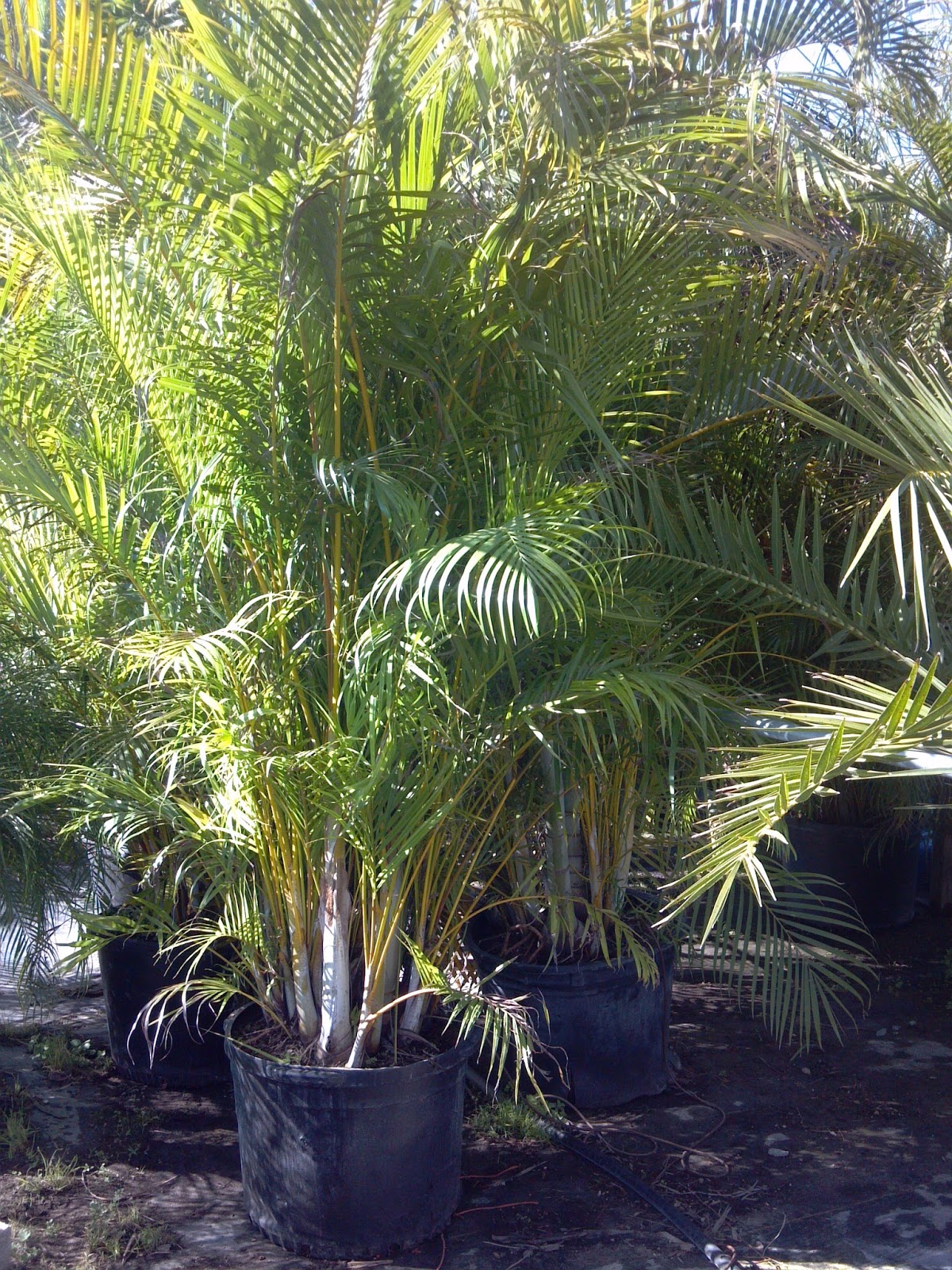 A Quality Plant Wholesale Palms and Plants for Privacy Hedges