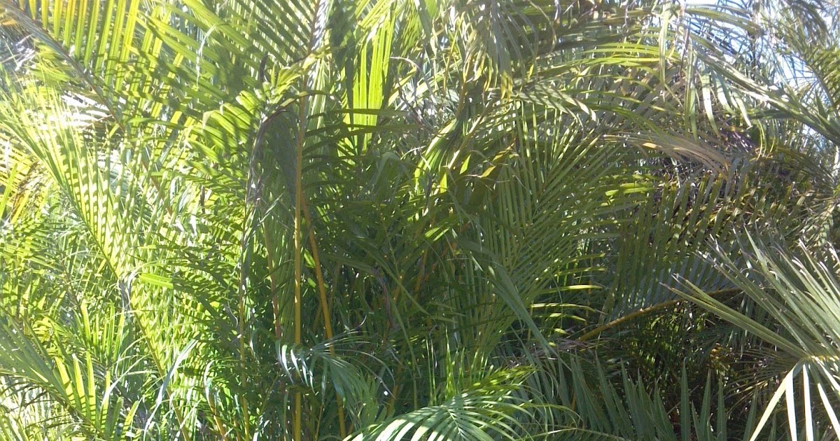 A Quality Plant Wholesale Palms and Plants for Privacy Hedges