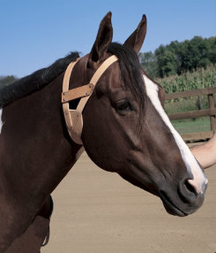 A Thought For The Horse January 2016