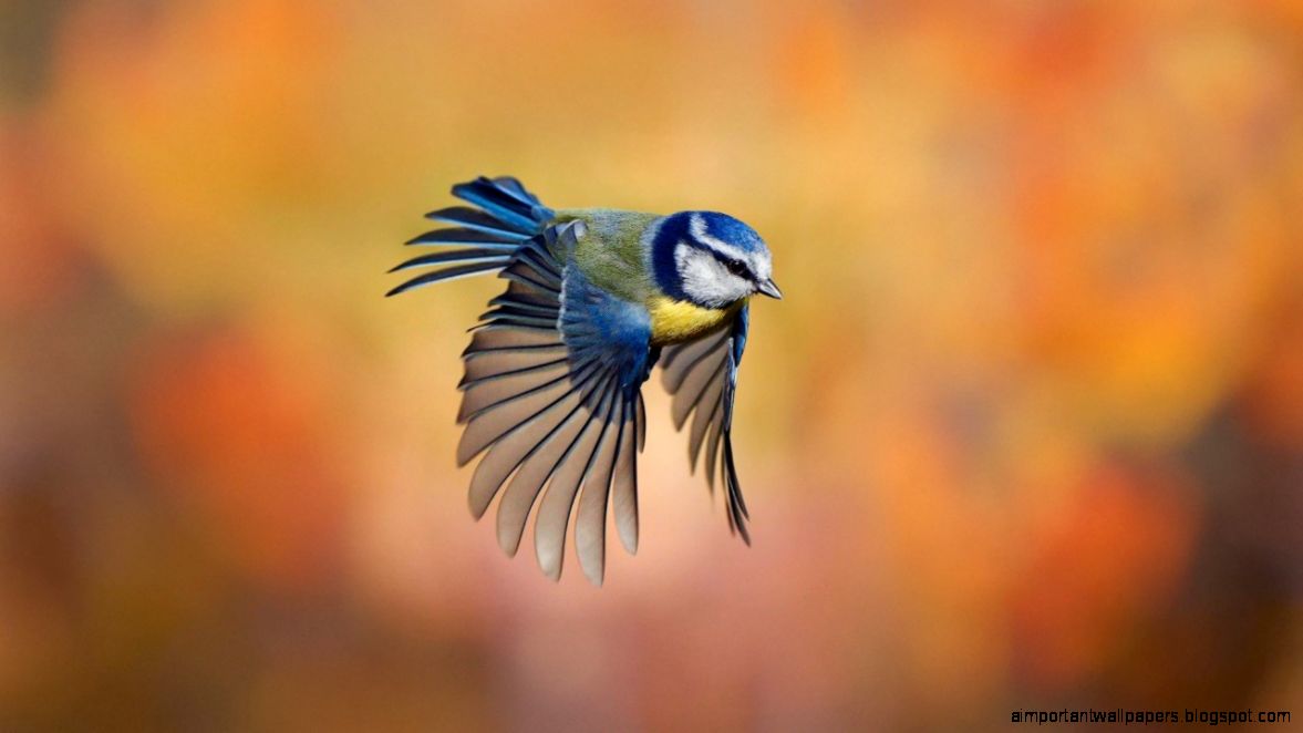 Exotic Birds Pictures Wallpapers Live HD Wallpaper HQ Pictures Exotic Birds Pictures Wallpapers Live HD Wallpaper HQ Pictures