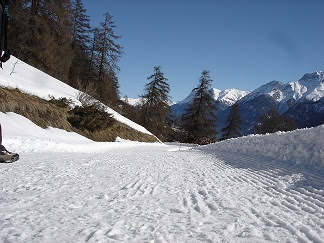 Switzerland Snow Tree