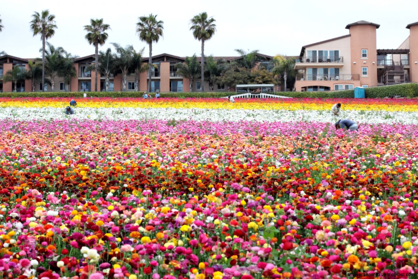 The Rainbow Fields Of Carlsbad California • Lazer Horse The Rainbow Fields Of Carlsbad California • Lazer Horse