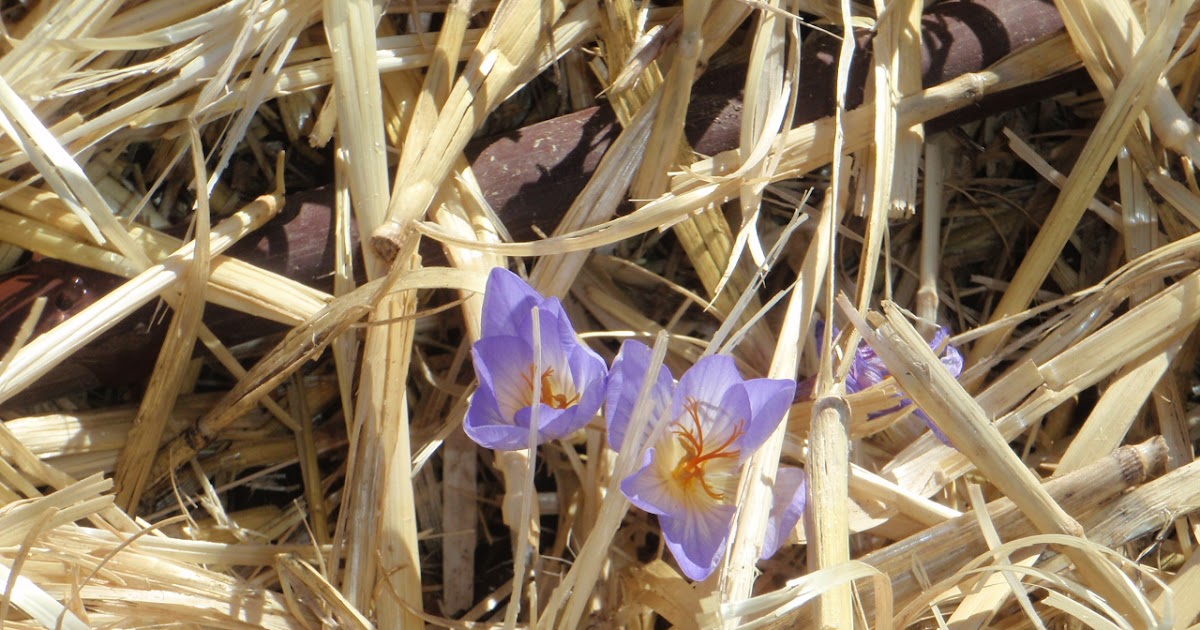 Xtremehorticulture of the Desert Growing Saffron in the Desert