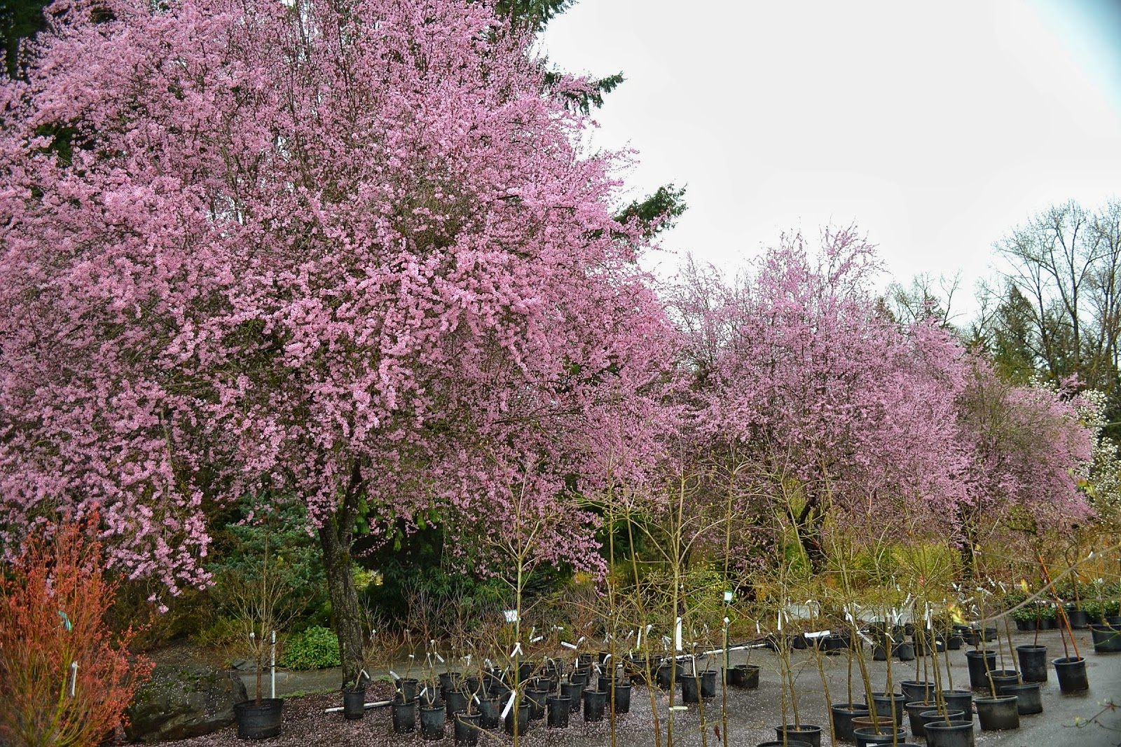 Cultus Bay Nursery Berberis Corylopsis Osmanthus Phsocarpus