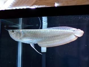 Harga Ikan Arwana Super Red, Golden dan Silver