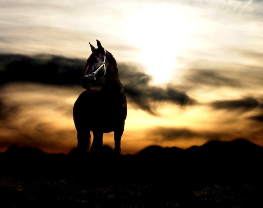 Awesome Horse Wallpaper