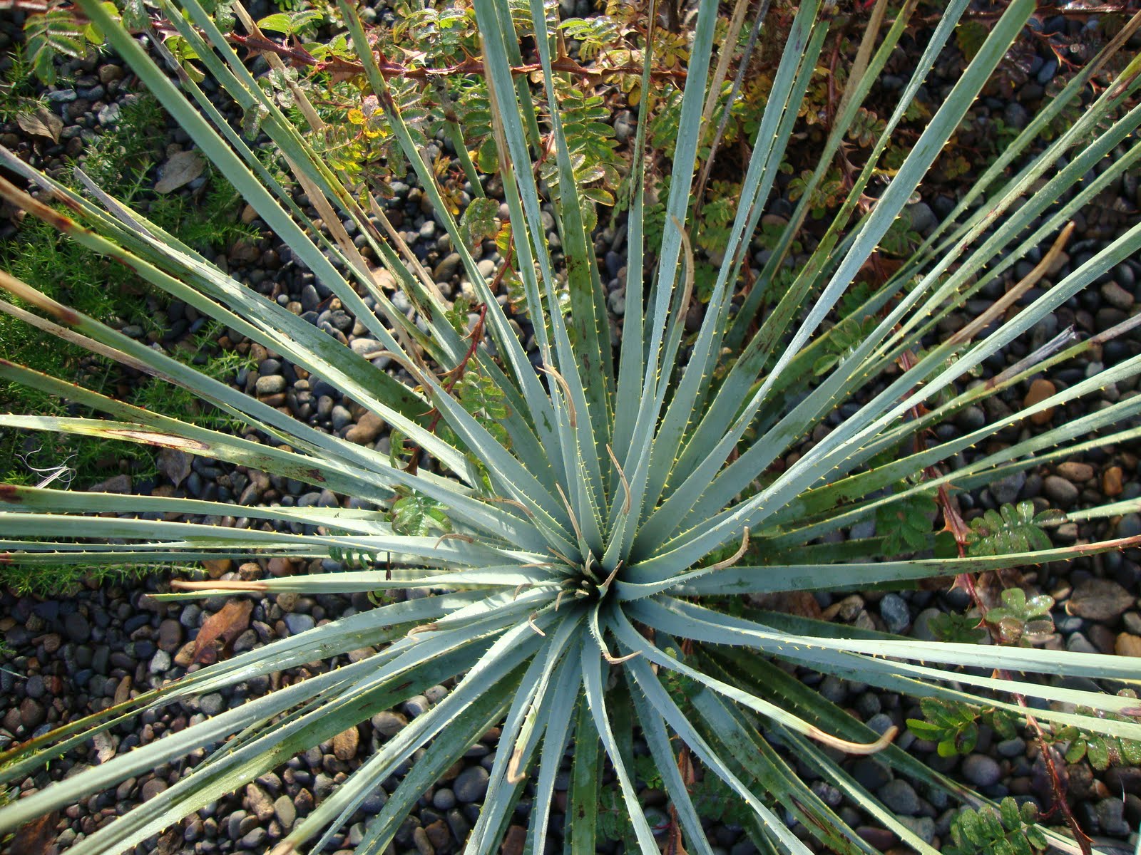 Why This Rare Plant Is The Silent Killer You Have to Stop Ignoring
