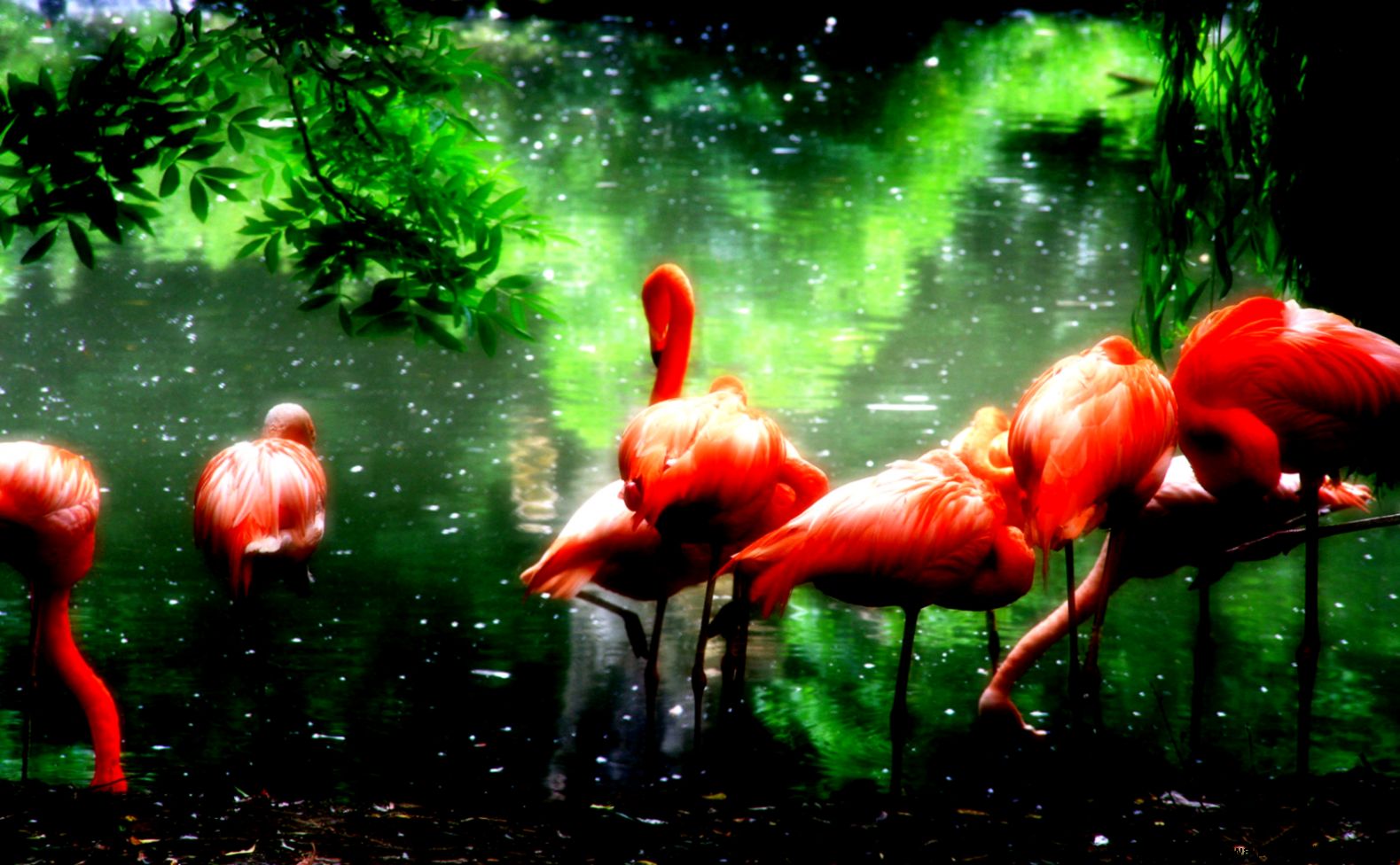 Free Wallpapers Flamingos Land wallpaper Free Wallpapers Flamingos Land wallpaper