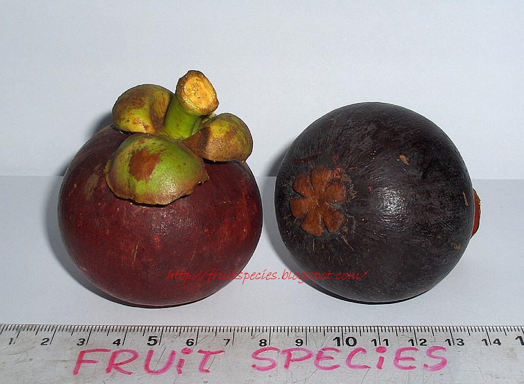 Fruit Species MANGOSTEEN