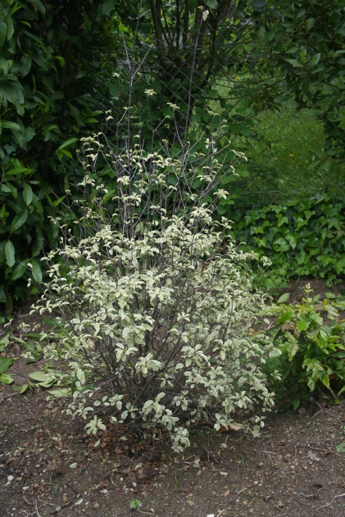 Ma Terre De Bruyere Apres L Orage
