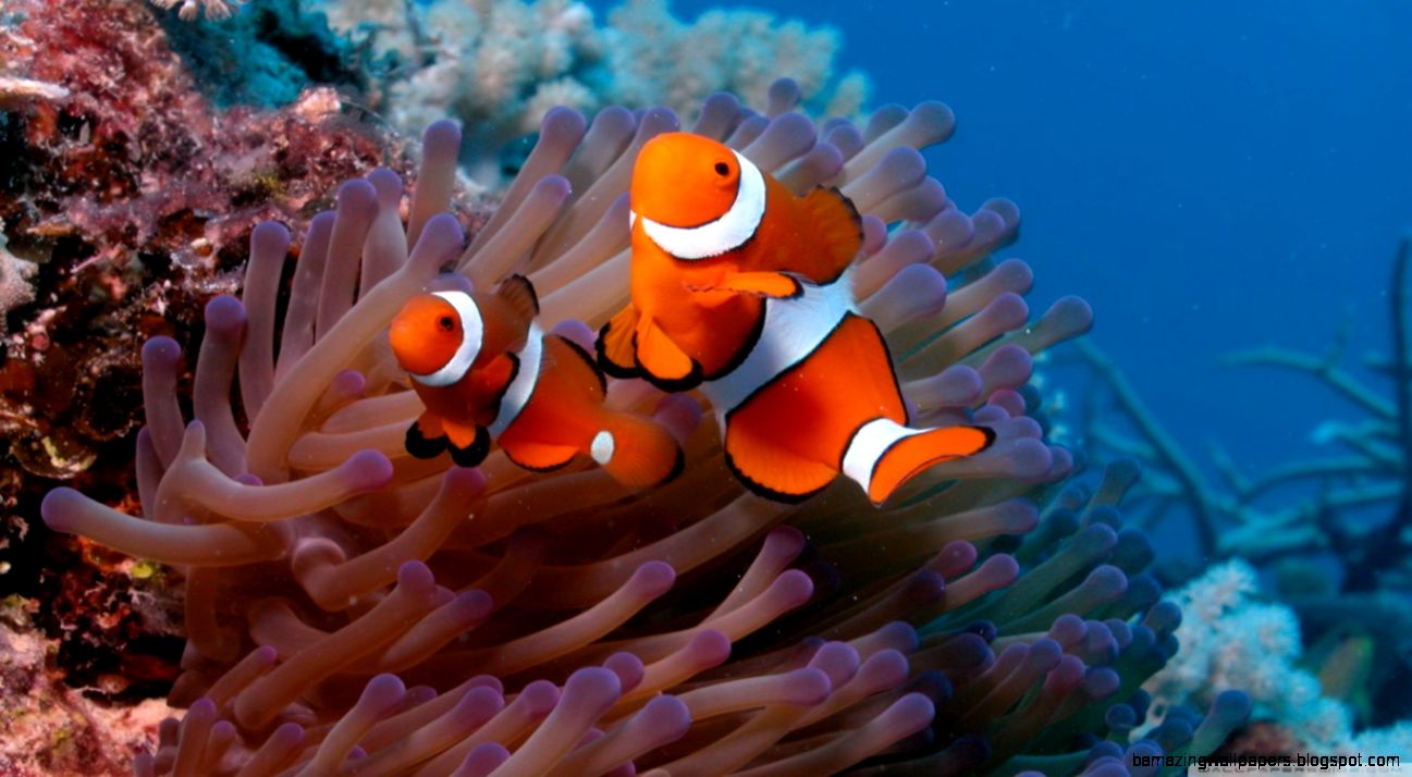 Clownfish And Sea Anemone HD desktop wallpaper  High Definition Clownfish And Sea Anemone HD desktop wallpaper  High Definition