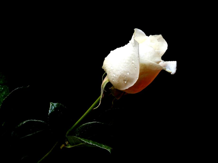 White Rose Wallpapers HD Pictures Live HD Wallpaper HQ Pictures White Rose Wallpapers HD Pictures Live HD Wallpaper HQ Pictures