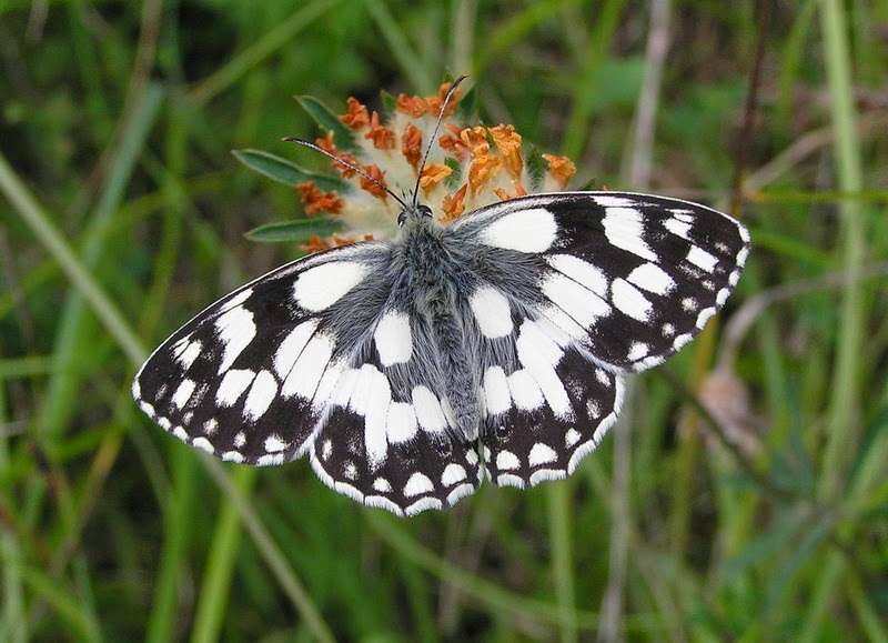 Filnore Woods Blog Three grassland butterflies