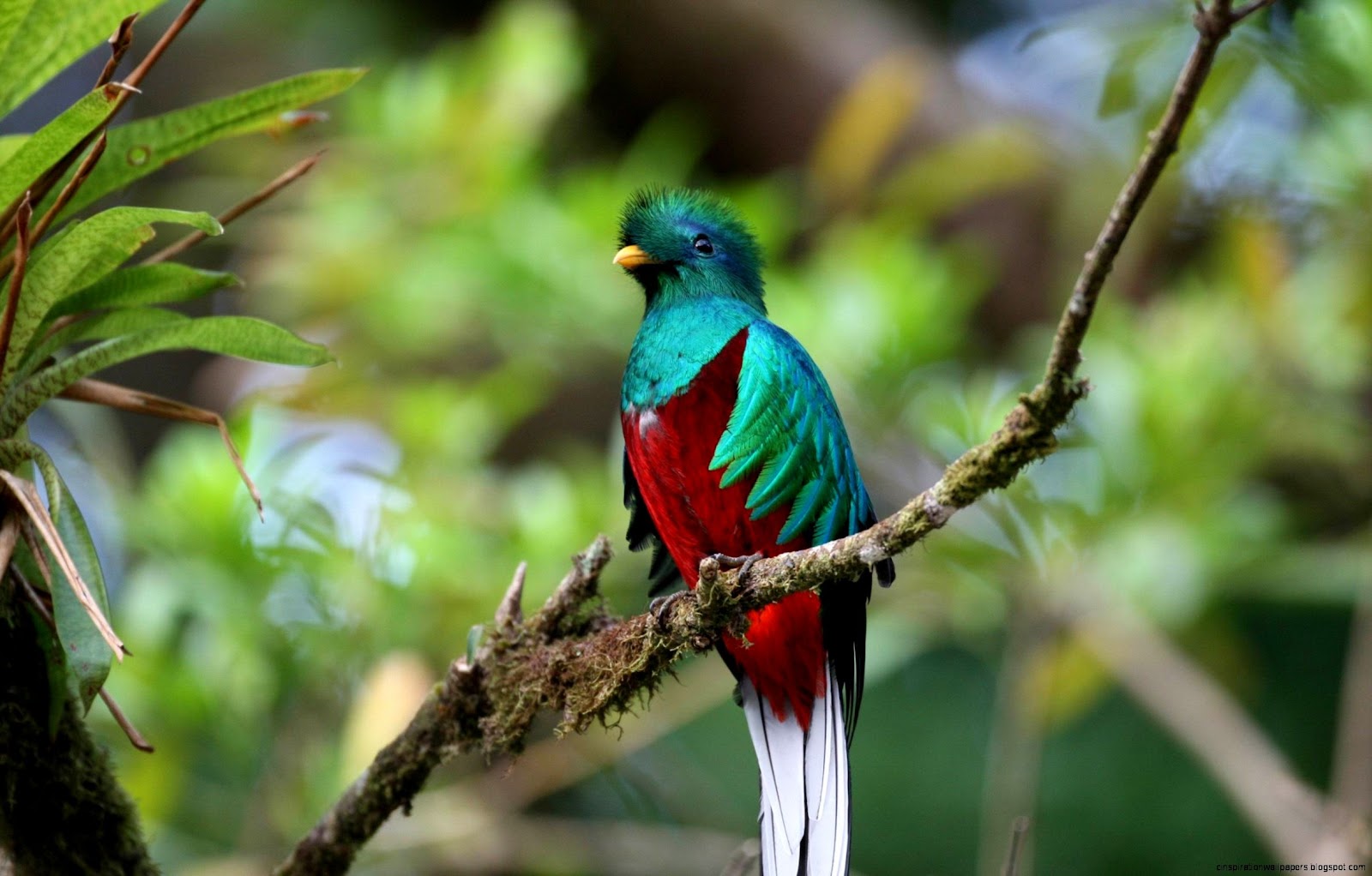 Guatemala Bird Quetzal Guatemala Bird Quetzal