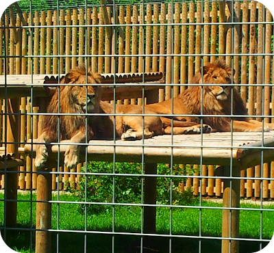 rescued lions, wingham wildlife park