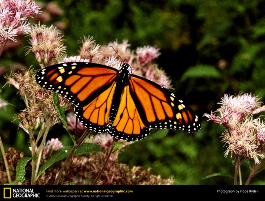Monarch Butterfly Picture Monarch Butterfly Desktop Wallpaper Monarch Butterfly Picture Monarch Butterfly Desktop Wallpaper