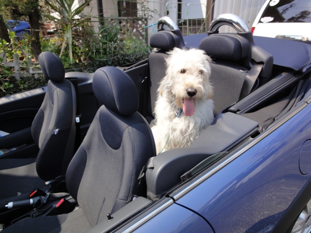 新 江ノ島 アロハライフ レイ オープンカーに乗る