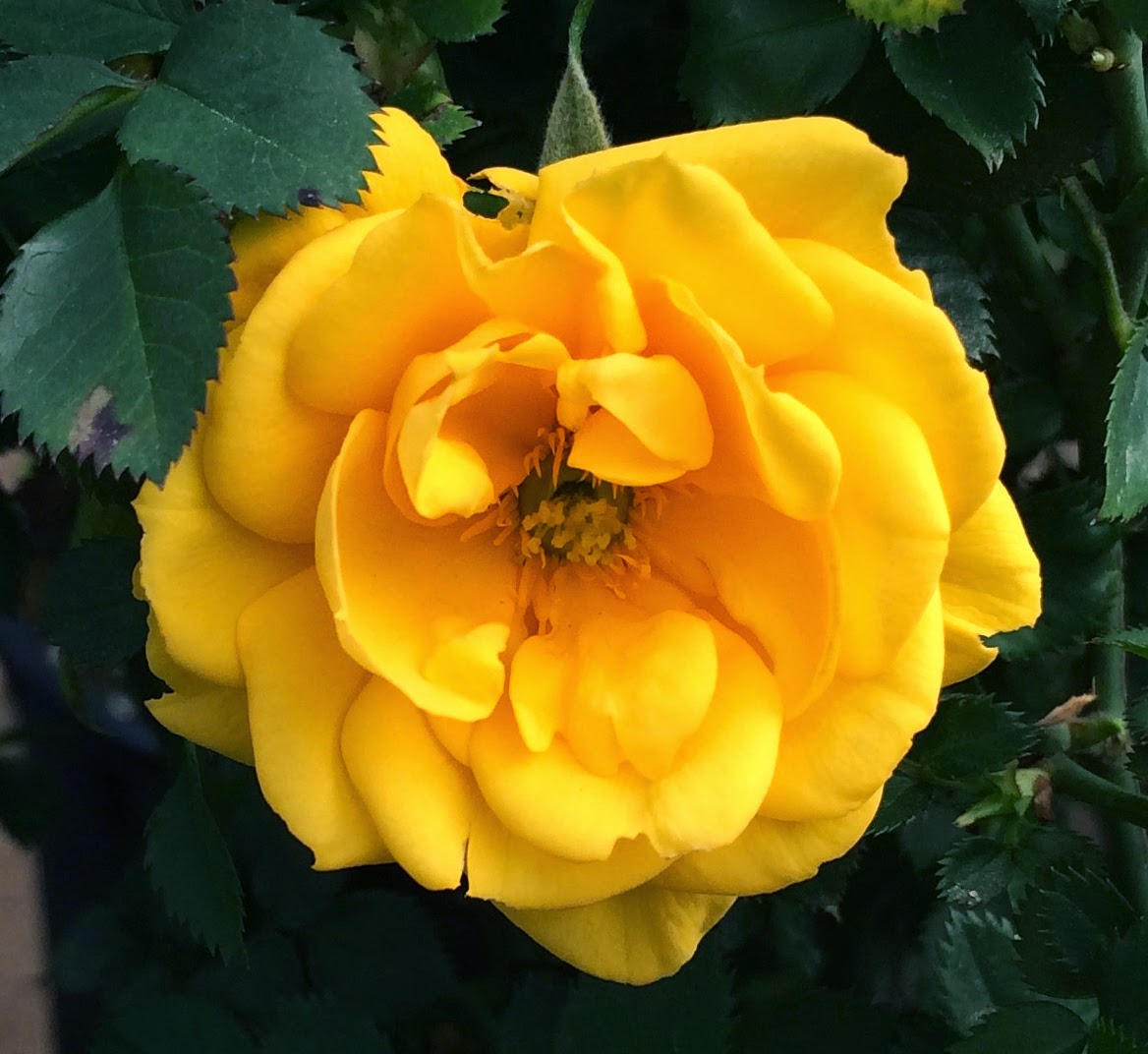 Rose Hybridizing First Pollination of 2015