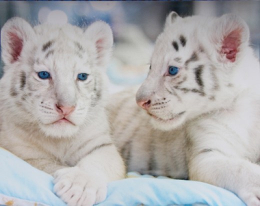 all funny cute cool and amazing animals