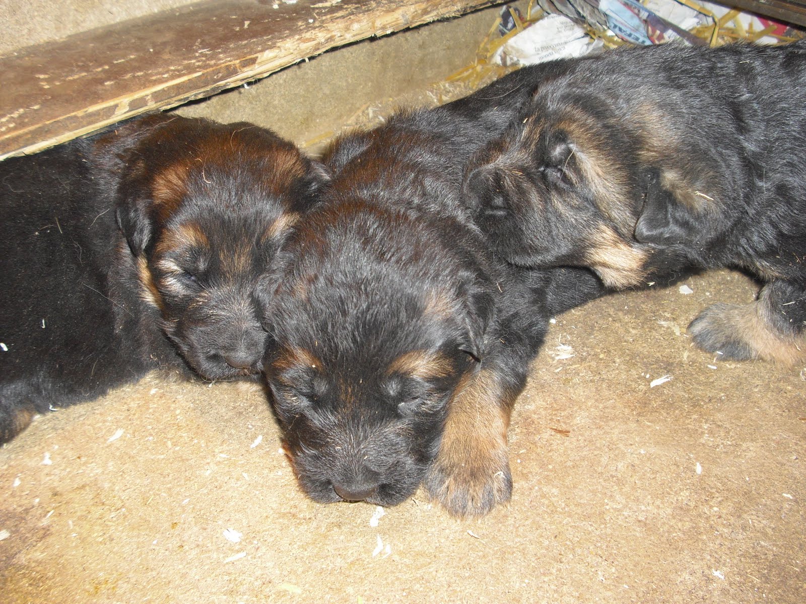 Pastore tedesco: appena nato