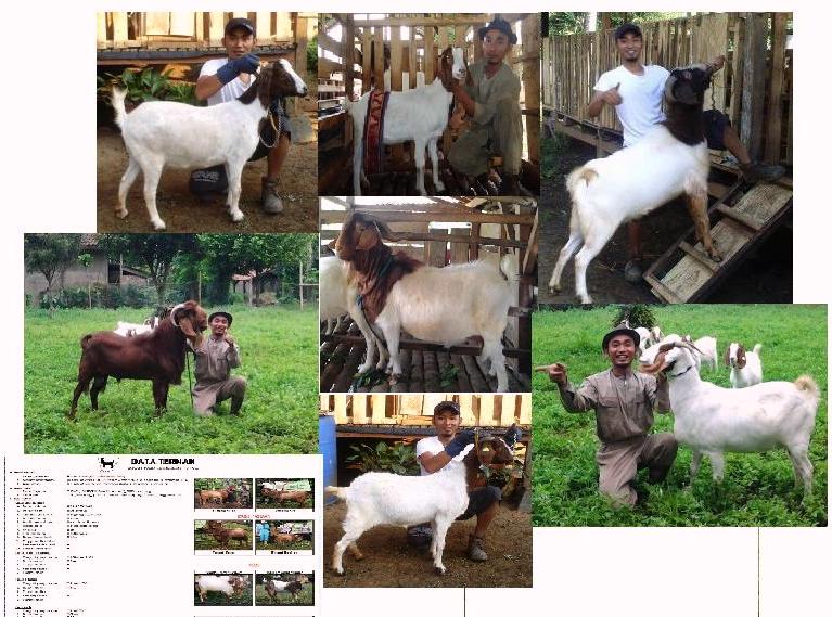 BOER TERBAIK YANG SAYA MILIKI ~ MendhoFarm