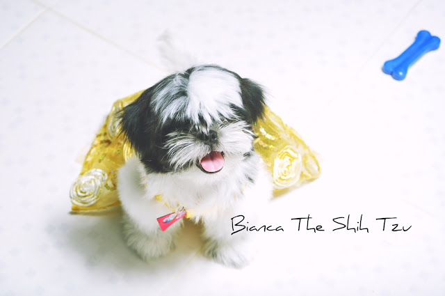 Bianca The Shih Tzu
