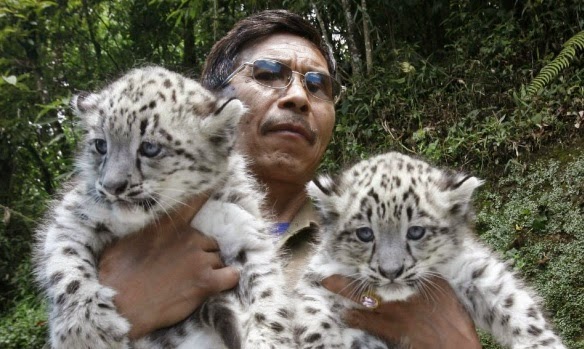 Two healthy snow leopard cubs born in Darjeeling zoo | Indian Gorkhas