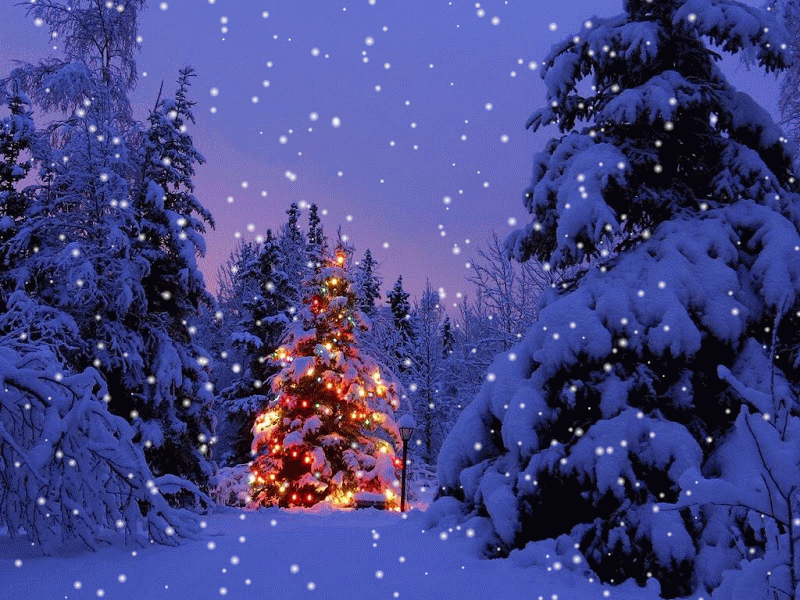 christmastreeoutsideSNOW.gif (800×600) Christmas tree outside