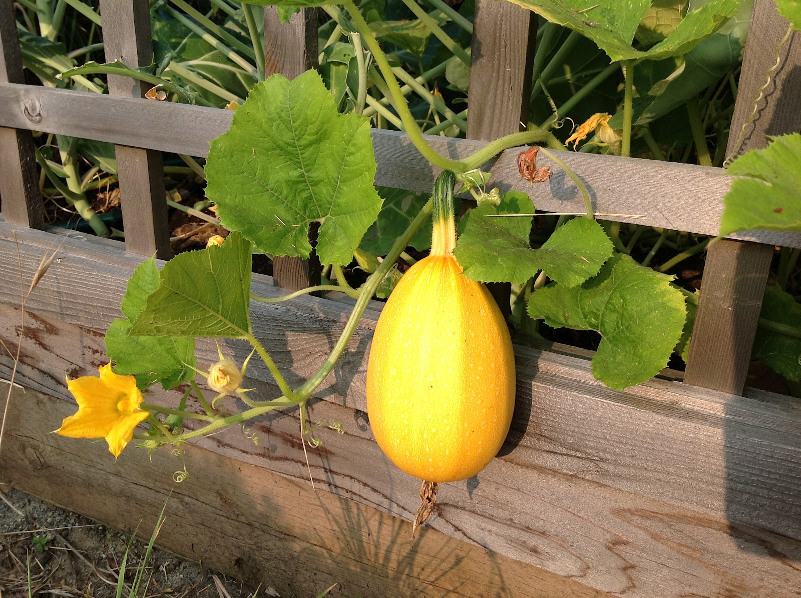 Fat Squash
