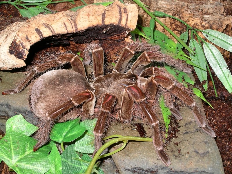 VogelspinnenReptilien und WirbelloseTiere Theraphosa blondi