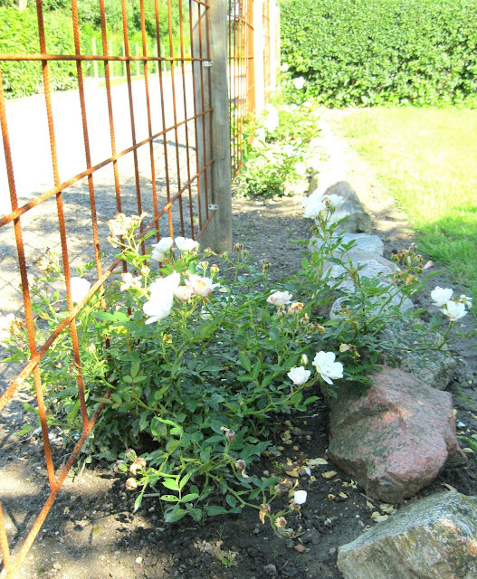 Livet i karlelunden: august 2011