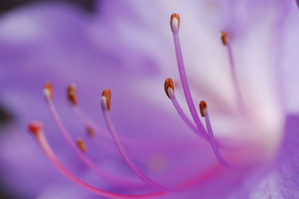 Victoria Gardens Fothergilla Major Blue Shadows