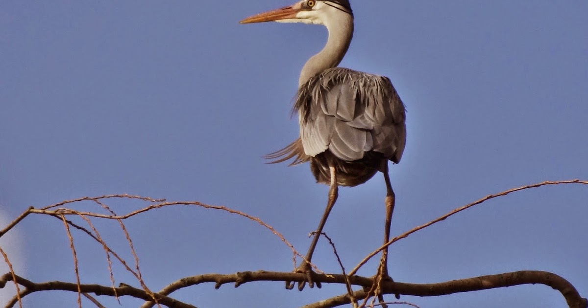 fotorantje: klikklik