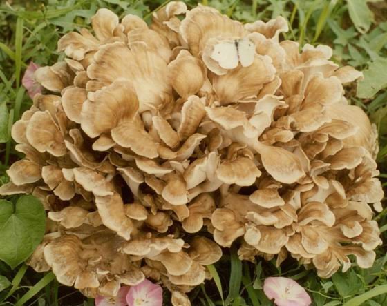 Maitake Mushroom: May 2012