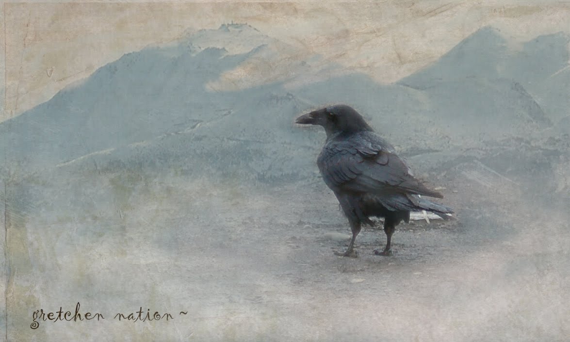 Alaska Raven