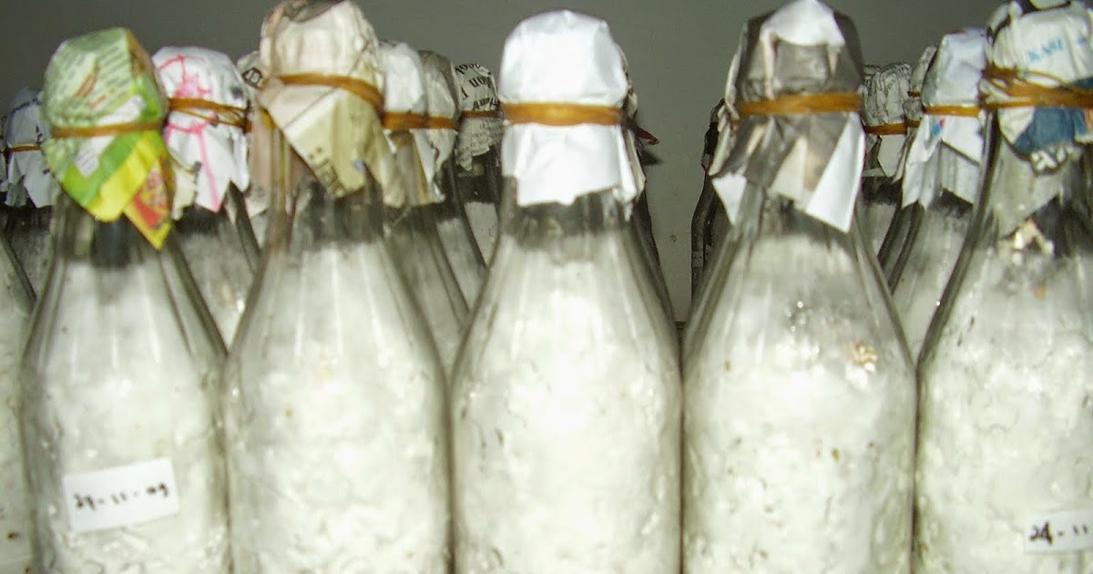 jamur oyster mushroom mushrooms