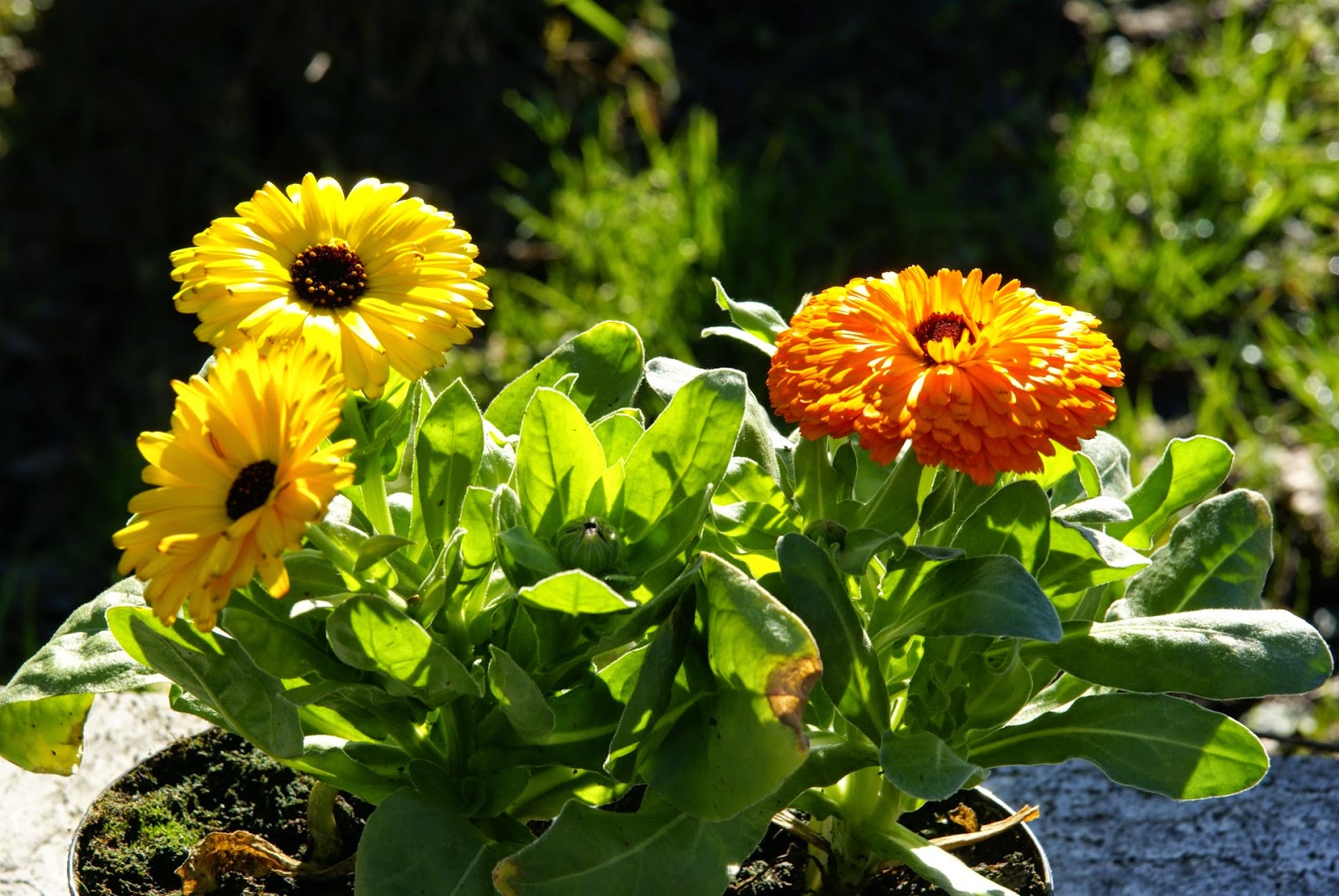 Calendula (Calendula Officinalis) Overview, Health Benefits, Side