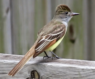Great Crested Flycatcher in Florida