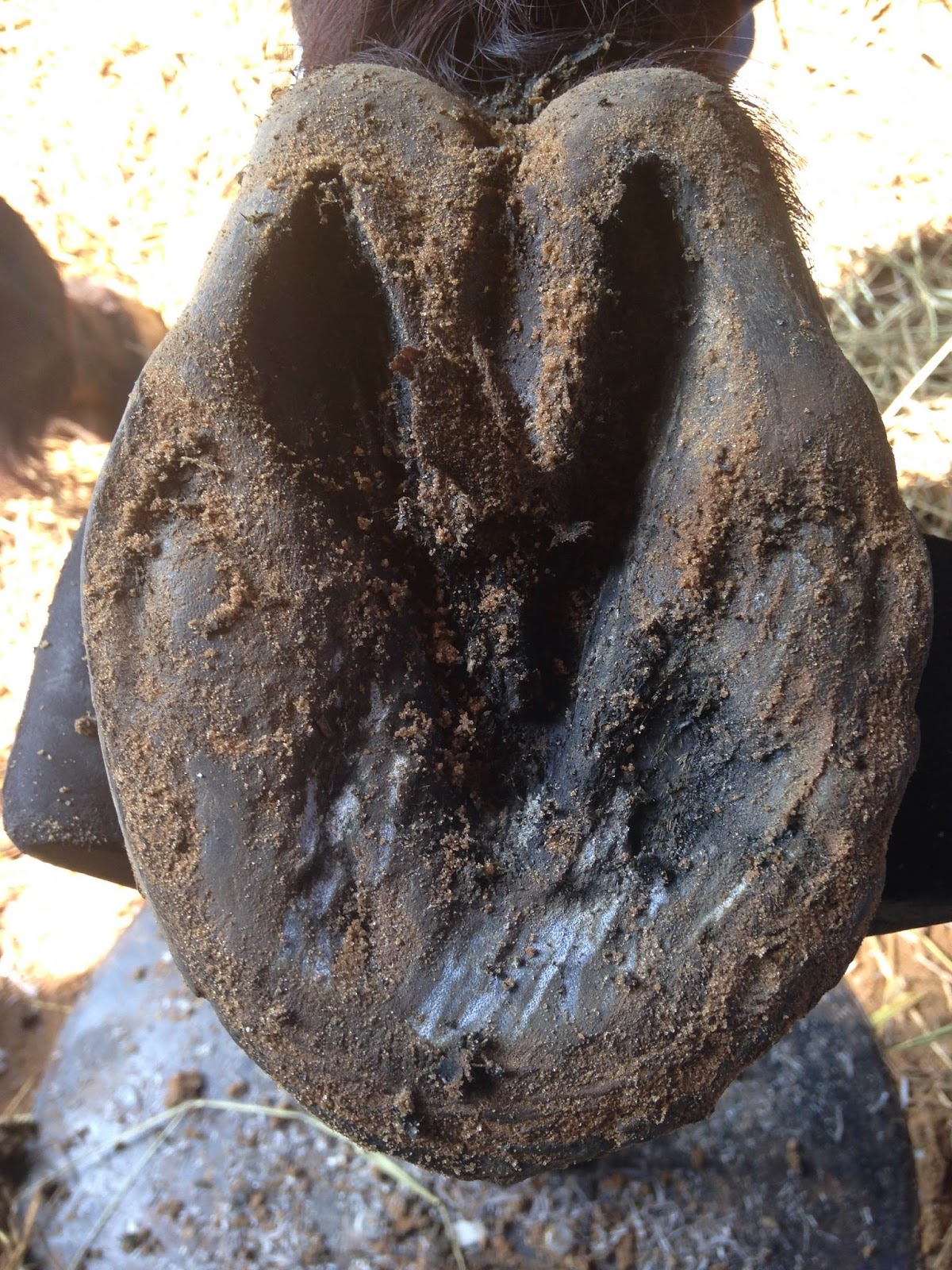 Must love mustangs! Healing Misty no hoof no horse?