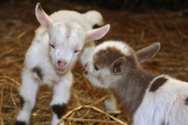 Katzen Ausmalbilder Zum Ausdrucken Tier Ausmalbilder
