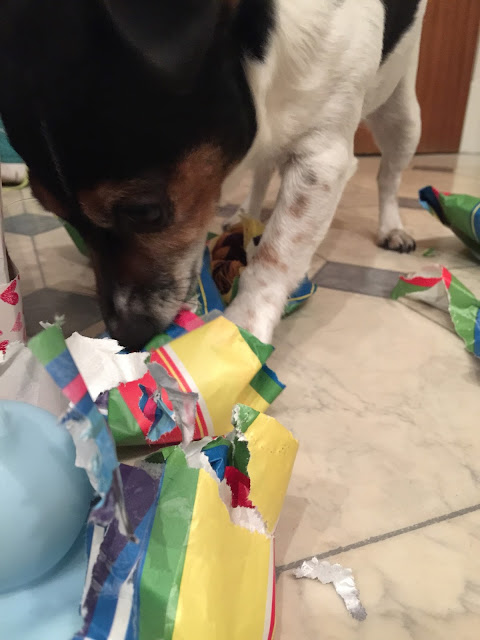 dog opening presents