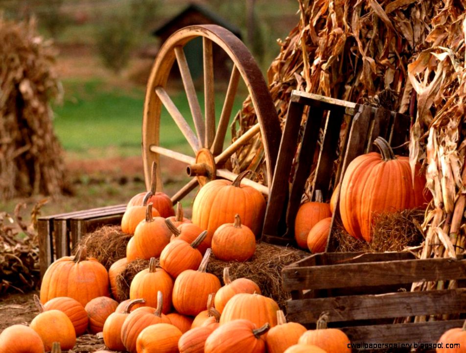 Pumpkin Wallpapers Wallpaper Cave Pumpkin Wallpapers Wallpaper Cave